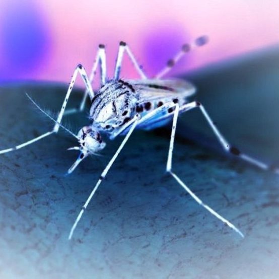 81-zanzara-disinfestazione