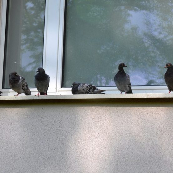 allontanare-i-piccioni