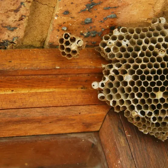 nido-vespe-bari-chi-chiamare