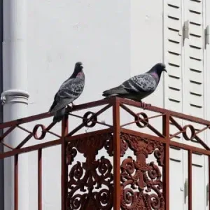 rimedi-naturali-anti-piccioni