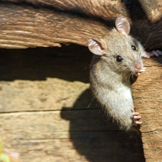 topo_su_legno_di_casa_un